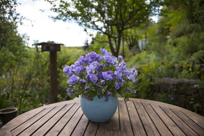 Purple flowering plants in garden