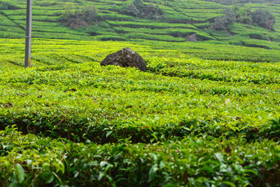 Scenic view of agricultural field