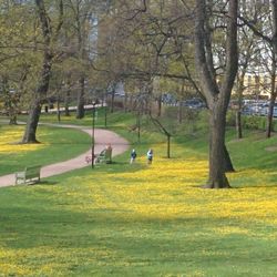 Trees in park