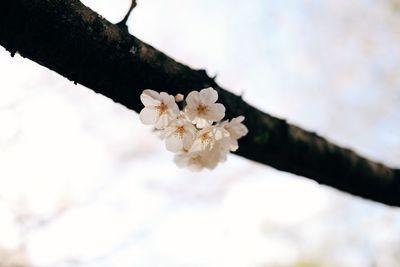 Low angle view of cherry blossoms in spring