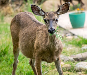 Portrait of doe grazing on field