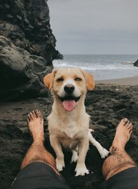 Dog on beach