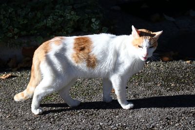 Cat looking away