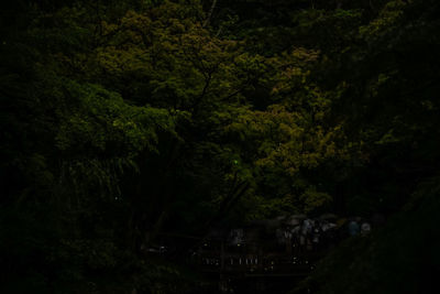 Trees in forest