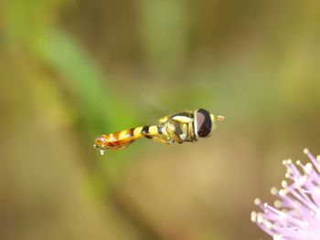 Close-up of bee on flower