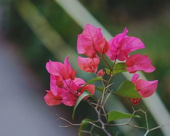 Close-up of pink flowering plant