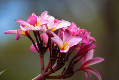 Close-up of pink flowers