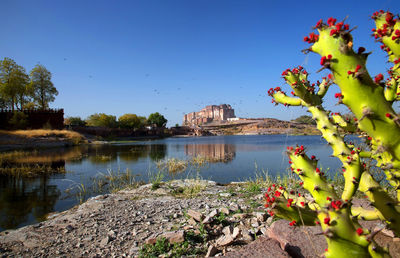 Close-up of cactus plants by lake against clear blue sky