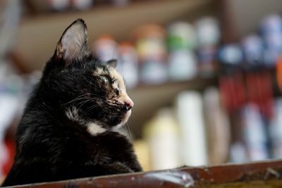 Close-up of a cat looking away