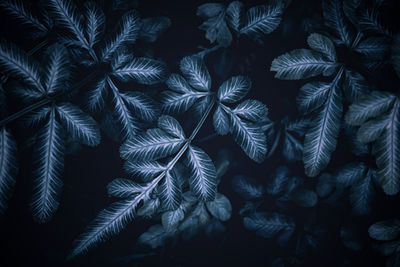 Full frame shot of leaves