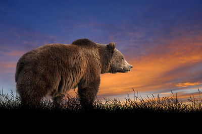 Bear against on the background of sunset sky