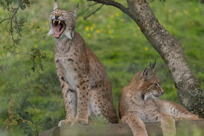 Lynx resting on wood in forest