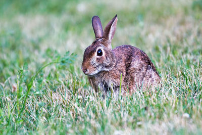 A young eastern cottontail rabbit in a trail in mississauga, canada