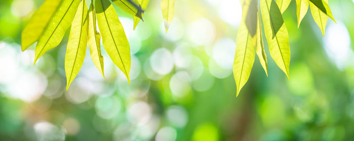 Close-up of leaves against blurred background