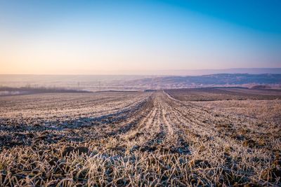 Scenic view of agricultural field against clear sky during sunset