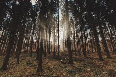 Trees in forest