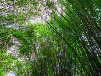 Low angle view of bamboo trees in forest