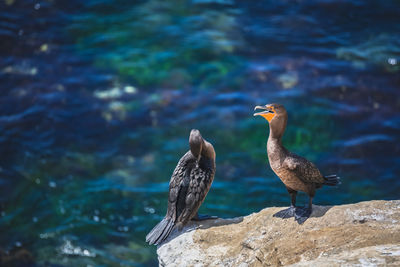Cormorants on the rocky coastline overlooking the pacific ocean at la jolla in san diego, california