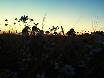 Scenic view of field against sky during sunset