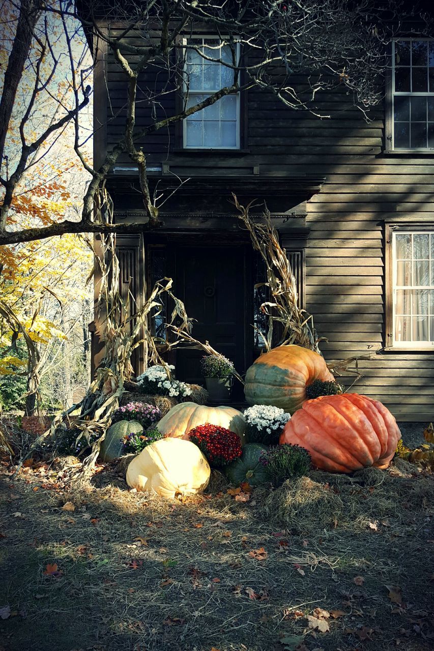 VIEW OF PUMPKINS IN ROOM