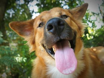 Close-up portrait of dog sticking out tongue on tree