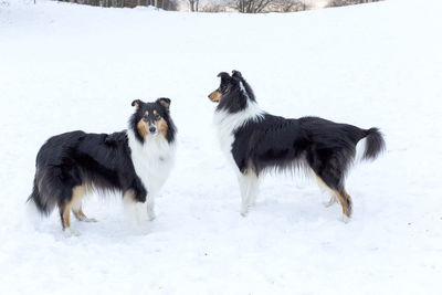 Dog standing on snow covered field