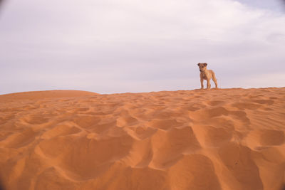 View of a horse on sand