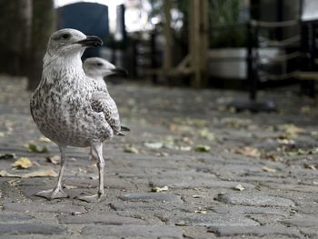 Close-up of seagull perching on land