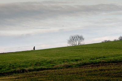 Scenic view of field against sky