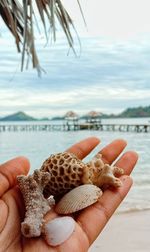Cropped hand of woman holding seashell at beach