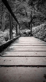 Boardwalk in forest