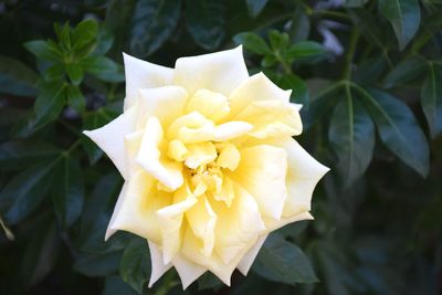 Close-up of yellow flower blooming outdoors