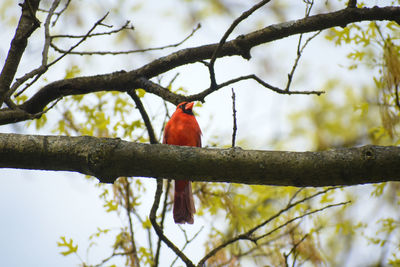 Low angle view of bird perching on branch