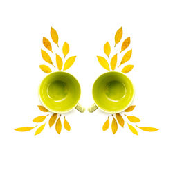 Close-up of yellow flowers against white background