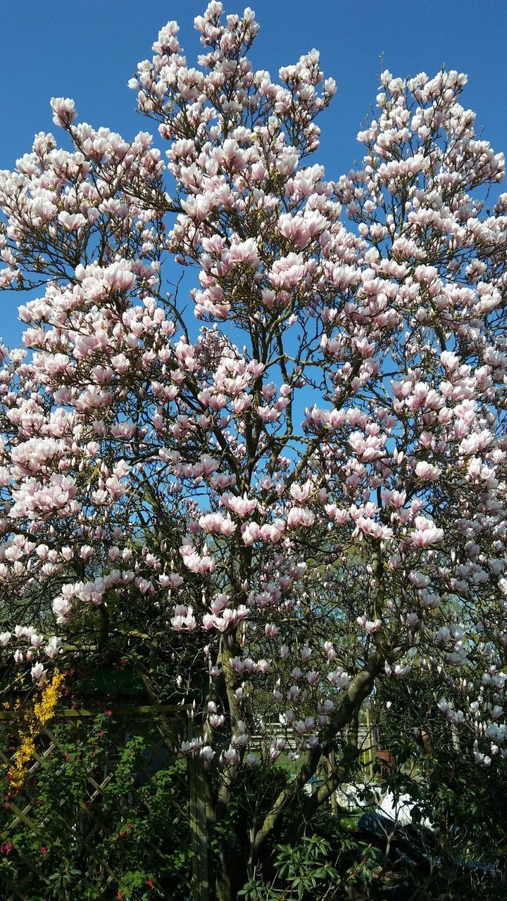 CLOSE-UP OF CHERRY BLOSSOM TREE