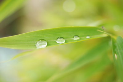 Close-up of water drops on leaves