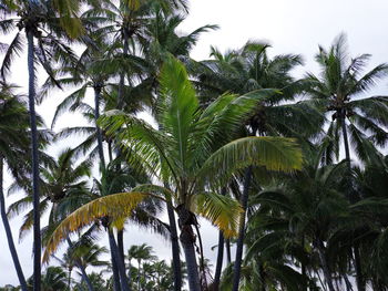 Palm trees against sky