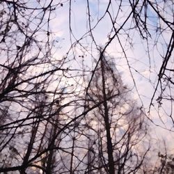 Low angle view of bare trees against the sky