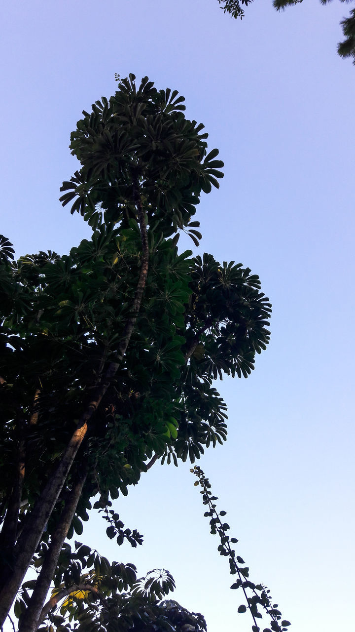 LOW ANGLE VIEW OF PALM TREE AGAINST CLEAR BLUE SKY