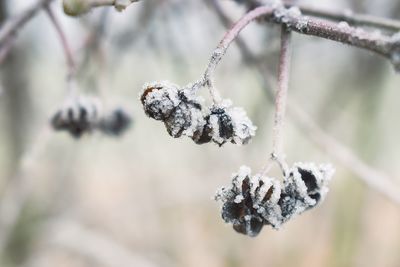 Close-up of frozen plant