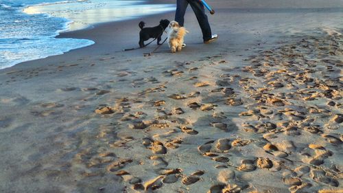 Dog on beach