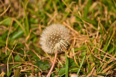 Close-up of dandelion flower on field
