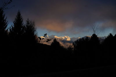 Silhouette trees against sky during winter