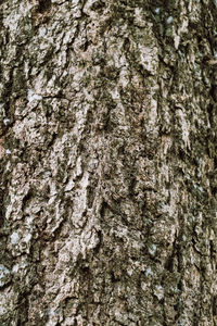 Close-up of tree trunk