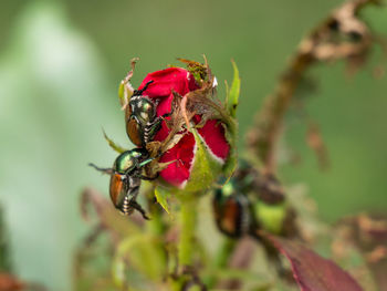 Close-up of insect on plant