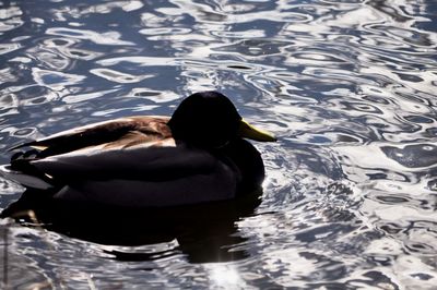 High angle view of duck swimming in lake