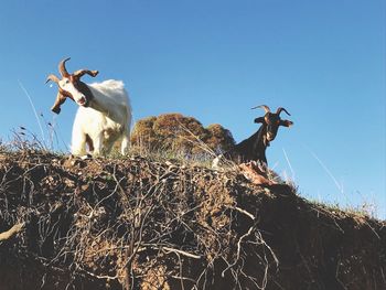 White and brown goat against clear sky