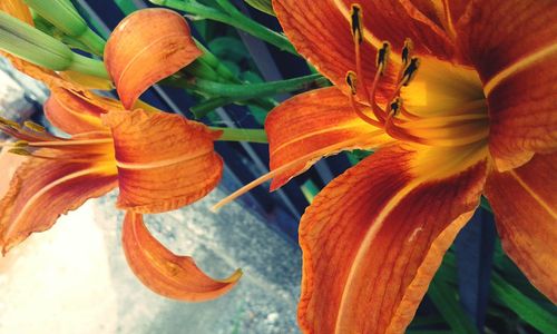 Close-up of orange lily