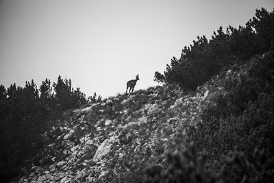 Ibex silhouette in the mountains in malcesine on lake garda in the province of verona, italy