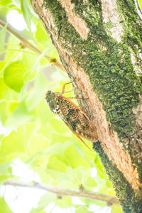 Close-up of butterfly on tree trunk